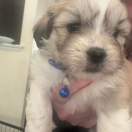 Tucker AKC boy  4 dark blue collar - Cream male Lhasa Apso puppy in Chico, California from Lhasa Apsos of northern Ca . Biewer terriers of northern California