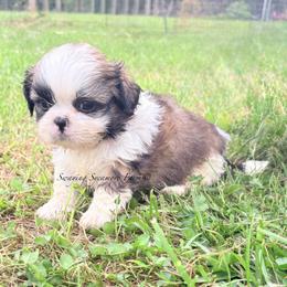 Tri-Color Male - Light Blue - Tricolor male Shih Tzu puppy in Waynetown, Indiana from Swaying Sycamore Farm