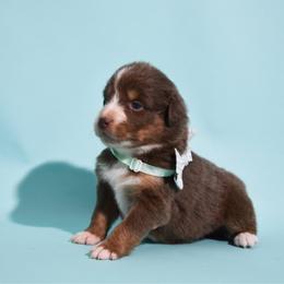 Thackery - Red tri-color male Australian Shepherd puppy in Placerville, California from BFF Aussies