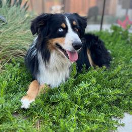 Jax - Black tri male Miniature Australian Shepherd puppy in Denair, California from CenCal Mini Aussies
