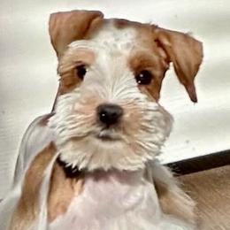 Asia - Miniature Schnauzer