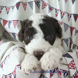 Labradoodle Ranch breeder of Labradoodle
