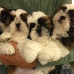 Fantasy Shih Tzu breeder of Shih Tzu