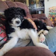 "Phoebe (America from the Patriotic litter)" Bordoodle Puppies from Brisby Bordoodles