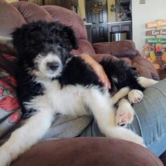 "Phoebe (America from the Patriotic litter)" Bordoodle Puppies from Brisby Bordoodles