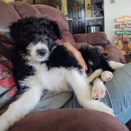 "Phoebe (America from the Patriotic litter)" Bordoodle Puppies from Brisby Bordoodles