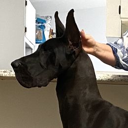 MeYa - Great Dane