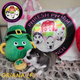 Siberian Husky Puppies from Phresh Pharm Husky Ranch