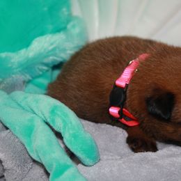 Belgian Malinois Puppies from Pyrex Kennels