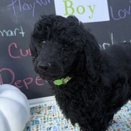 Green - Poodle puppy from Grandview Farm