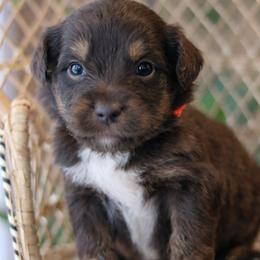 Champ - Red phantom male Aussiedoodle puppy in Crete, Nebraska from Doodles & Co