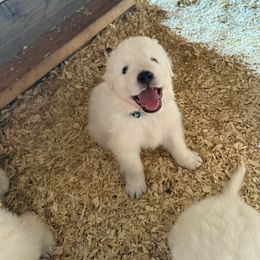 Light blue collar boy - White male Maremma Sheepdog puppy in Swanton, Ohio from Old Orchard Maremmas