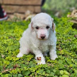 Akc clear Winston - White male Poodle puppy in Salem, Missouri from Meadowbrook Poodles