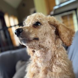 Nazareth - Cream male Poodle puppy in Gallatin, Tennessee from BRosie 9  Standard Poodles