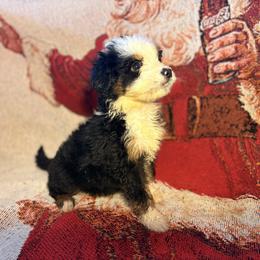 Girl 2 - Black and white female Aussiedoodle puppy in Vinemont, Alabama from Puppy Pals