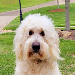 Rosie - Cream female Goldendoodle puppy in Warrior, Alabama from Elite Goldendoodles and Bernedoodles