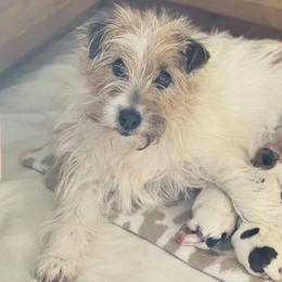Dachshunds and Russell Terriers from T/K Jack Russell Terriers & Dachshunds