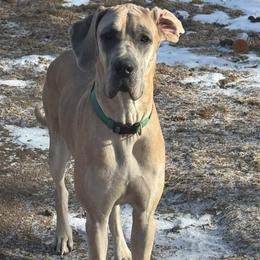 May - Fawn female Great Dane puppy in Sac City, Iowa from Northern Great Danes of Colorado & Iowa