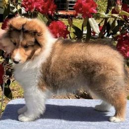 Shetland Sheepdogs from Cotton Hill Farm