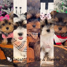 Tiny - Black tan and white male Biewer Terrier puppy in North Chelmsford, Massachusetts from Coastal Yorkshire Terrier Yorkies & Biewer Terriers