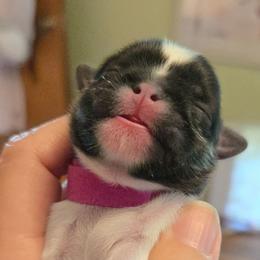F hot pink brindle - Brindle and white female Shih Tzu puppy in Missouri from Farm Animal Mommy Shih tzu's Michalek Dog Breeder