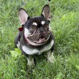 French Bulldogs from Shantell's Frenchies
