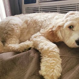 Labradoodles from DubDub Doodles