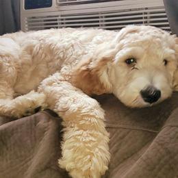 Labradoodles from DubDub Doodles