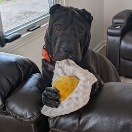 Bear - Chinese Shar-Pei