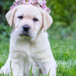 Labrador Retrievers from Elkens Labradors