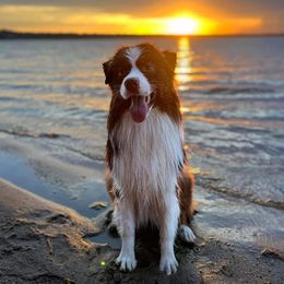 Lux - Australian Shepherd