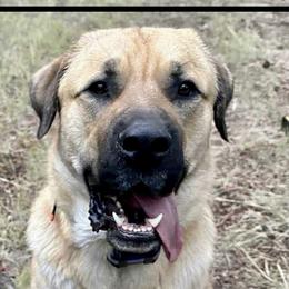 Anatolian Shepherd Dog All Grown Up from Fyne Acres