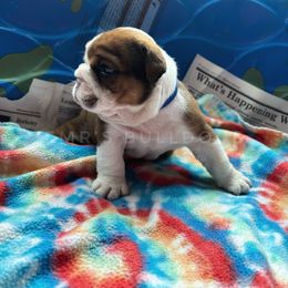 Bulldog Puppies from EMR’s Bulldogs