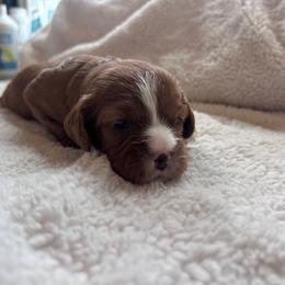 Dolly - Red female Cavapoo puppy in Brandenburg, Kentucky from Bluegrass River Newfoundlands