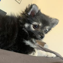 Pomeranian Puppies from Kristin Alsup