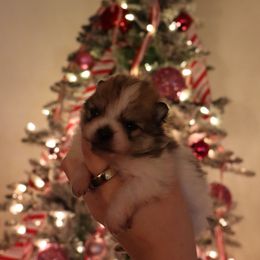 Poppy - Cream sable parti female Pomeranian puppy in Concord, California from Eelan’s Poms