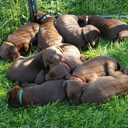 Labrador Retriever Puppies from Rick's Retrievers