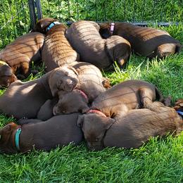 Labrador Retriever Puppies from Rick's Retrievers
