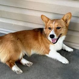 Dolly - Pembroke Welsh Corgi