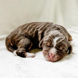Twixie - Munchkin Bernedoodle - Tri-color female Bernedoodle puppy in Sharpsburg, Georgia from Steindoodles