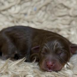 Male 2 - Red phantom male Aussiedoodle puppy in South Central, Pennsylvania from Windy Hills Mini Aussies & Doodles