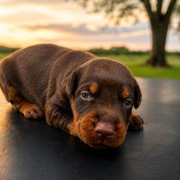 Black girl - Red and rust female Doberman Pinscher puppy in Peru, Indiana from De luxe dobermans