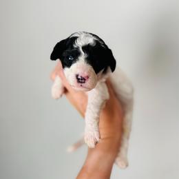Buster - Parti male Goldendoodle puppy in Auburn, Indiana from Martin’s Doodles