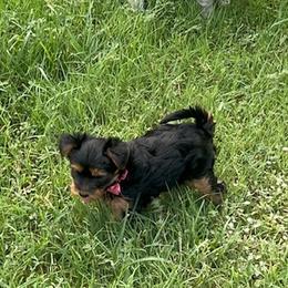Yorkshire Terrier Puppies from Elite Yorkies AZ