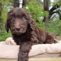 Orion - Chocolate male Labradoodle puppy in Grants Pass, Oregon from Oregon Valley Pups