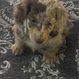 Dachshund Puppies from EntityDachs