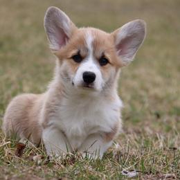Small Fry - Red male Pembroke Welsh Corgi puppy in Pollock, Missouri from Northstar