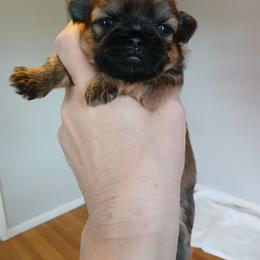 Penelope (Honey Sable Teddy) - Sable female Shih Tzu puppy in Jacksonville, North Carolina from Charming Southern Shih Tzu