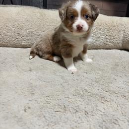Bonnie - Red merle female Miniature American Shepherd puppy in Terryville, Connecticut from Spirited Aussies