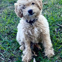 Bernedoodle Puppies from Pleasant Creek Minibernedoodles